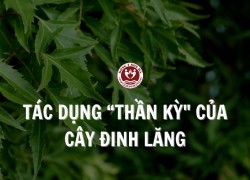 Cây đinh lăng có tác dụng gì? 7 Tác dụng “thần kỳ” của đinh lăng với sức khoẻ